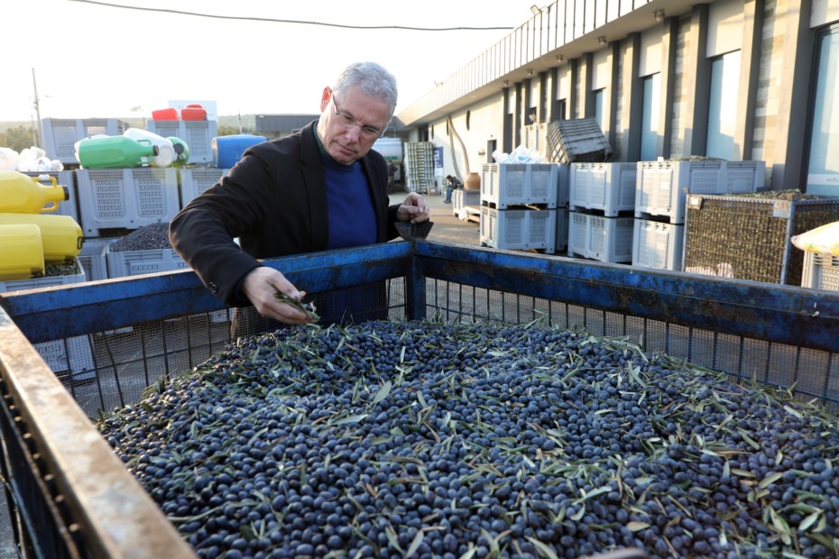 Mudanya Belediyesi kendi zeytin markasını yaratacak