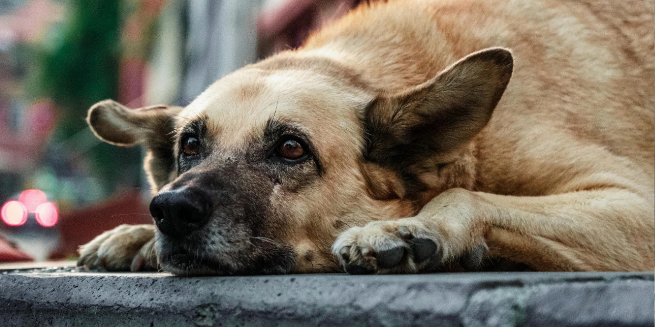 AKP’li belediyeden köpek toplama ihalesi!