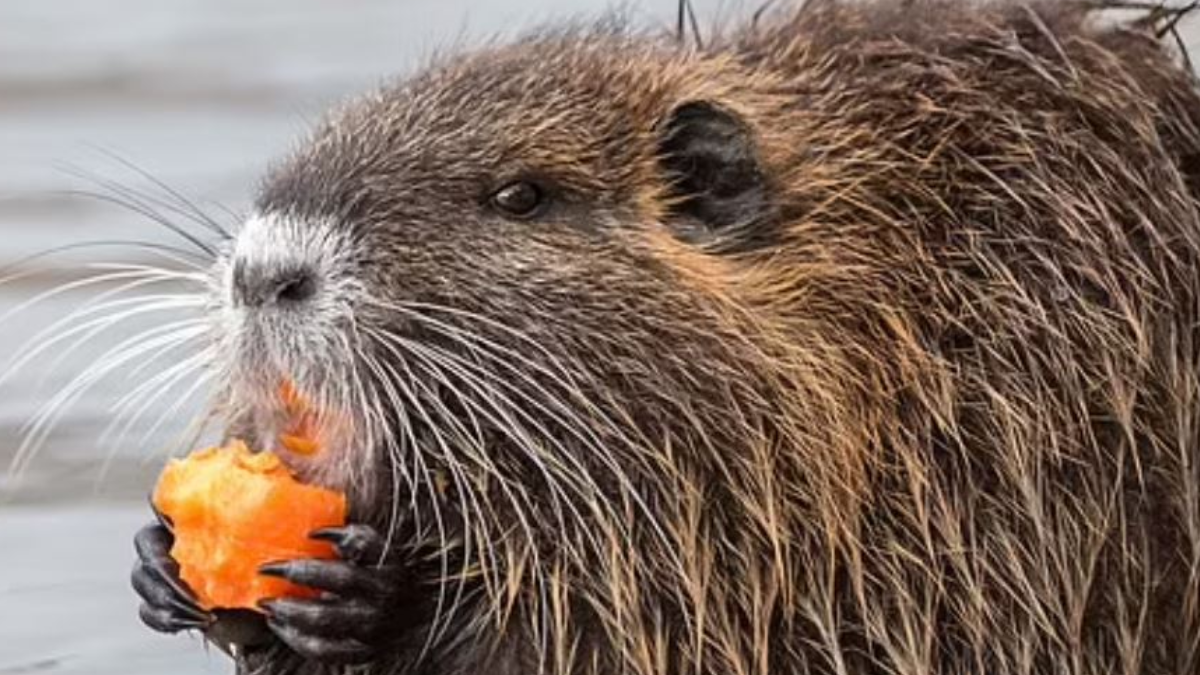 Nutria İstilasının Tehlikesi ve Etkileri